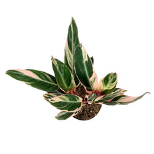 Load image into Gallery viewer, Stromanthe, 6in, Triostar