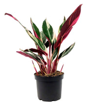 Load image into Gallery viewer, Stromanthe, 6in, Triostar