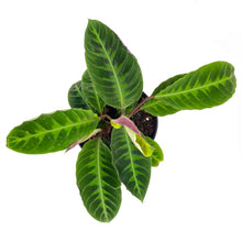 Load image into Gallery viewer, Calathea, 8in, Warscewiczii - Floral Acres Greenhouse & Garden Centre