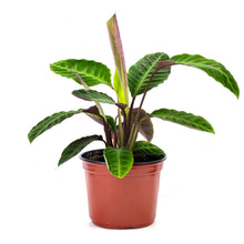 Load image into Gallery viewer, Calathea, 8in, Warscewiczii - Floral Acres Greenhouse & Garden Centre