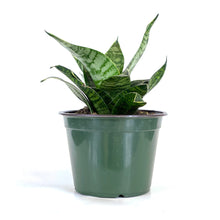 Load image into Gallery viewer, Sansevieria, 6in, Star Power, Forest Star - Floral Acres Greenhouse & Garden Centre