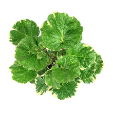 Load image into Gallery viewer, Aralia, 6in, Aralia Balfour Variegated - Floral Acres Greenhouse & Garden Centre