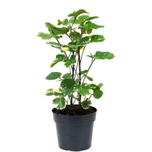 Load image into Gallery viewer, Aralia, 6in, Aralia Balfour Variegated - Floral Acres Greenhouse & Garden Centre
