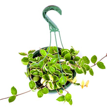 Load image into Gallery viewer, Hoya, 10in, Porcelain Tricolor, Hanging Basket - Floral Acres Greenhouse & Garden Centre
