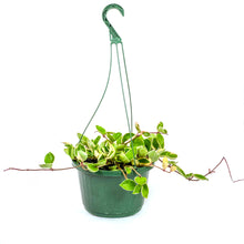 Load image into Gallery viewer, Hoya, 10in, Porcelain Tricolor, Hanging Basket - Floral Acres Greenhouse & Garden Centre