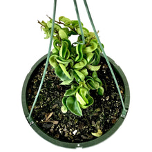 Load image into Gallery viewer, Hoya, 10in HB, Carnosa Compacta - Floral Acres Greenhouse & Garden Centre