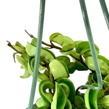 Load image into Gallery viewer, Hoya, 10in HB, Carnosa Compacta - Floral Acres Greenhouse & Garden Centre
