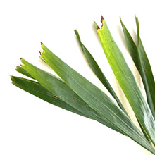 Load image into Gallery viewer, Palm, 14in, Adonidia - Floral Acres Greenhouse & Garden Centre