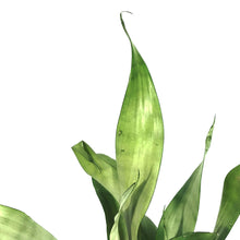 Load image into Gallery viewer, Sansevieria, 4in, Moonshine