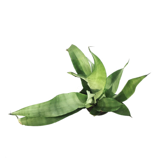 Sansevieria, 4in, Moonshine
