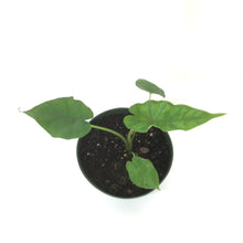 Load image into Gallery viewer, Alocasia, 6in, Sumo - Floral Acres Greenhouse & Garden Centre