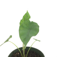 Load image into Gallery viewer, Alocasia, 6in, Sumo - Floral Acres Greenhouse & Garden Centre
