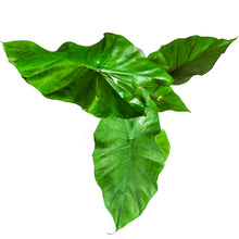 Load image into Gallery viewer, Alocasia, 6in, Sumo - Floral Acres Greenhouse & Garden Centre