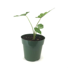 Load image into Gallery viewer, Alocasia, 6in, Sumo - Floral Acres Greenhouse & Garden Centre