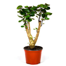 Load image into Gallery viewer, Aralia, 6in, Fabian Stump - Floral Acres Greenhouse & Garden Centre