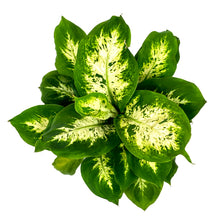 Load image into Gallery viewer, Dieffenbachia, 6in, Snow - Floral Acres Greenhouse & Garden Centre