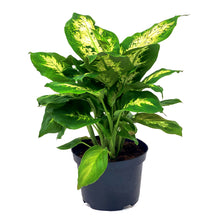 Load image into Gallery viewer, Dieffenbachia, 6in, Snow - Floral Acres Greenhouse & Garden Centre
