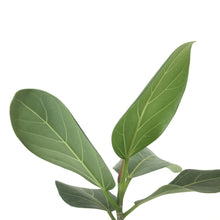 Load image into Gallery viewer, Ficus, 6in, Audrey - Floral Acres Greenhouse & Garden Centre