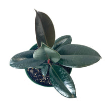 Load image into Gallery viewer, Ficus, 6in, Burgundy - Floral Acres Greenhouse & Garden Centre