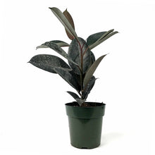 Load image into Gallery viewer, Ficus, 6in, Burgundy - Floral Acres Greenhouse & Garden Centre
