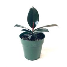 Load image into Gallery viewer, Ficus, 6in, Burgundy - Floral Acres Greenhouse & Garden Centre
