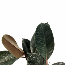Load image into Gallery viewer, Ficus, 6in, Burgundy - Floral Acres Greenhouse & Garden Centre