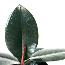 Load image into Gallery viewer, Ficus, 6in, Burgundy - Floral Acres Greenhouse & Garden Centre
