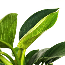 Load image into Gallery viewer, Philodendron, 6in, Birkin - Floral Acres Greenhouse & Garden Centre
