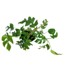 Load image into Gallery viewer, Rhaphidophora, 6in, Tetrasperma/Monstera Minima