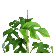 Load image into Gallery viewer, Rhaphidophora, 6in, Tetrasperma/Monstera Minima