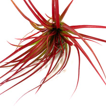 Load image into Gallery viewer, Tillandsia, Brachycaulous miniata, 5-6" - Floral Acres Greenhouse & Garden Centre
