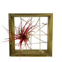 Load image into Gallery viewer, Tillandsia, Brachycaulous miniata, 5-6" - Floral Acres Greenhouse & Garden Centre