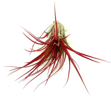 Load image into Gallery viewer, Tillandsia, Brachycaulous miniata, 5-6" - Floral Acres Greenhouse & Garden Centre