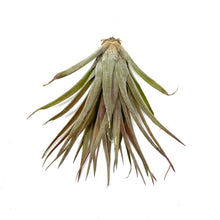 Load image into Gallery viewer, Tillandsia, Brachycaulous velutina, 3" - Floral Acres Greenhouse & Garden Centre