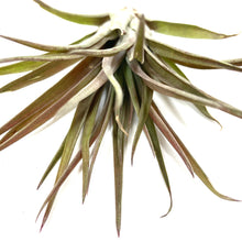 Load image into Gallery viewer, Tillandsia, Brachycaulous velutina, 3" - Floral Acres Greenhouse & Garden Centre