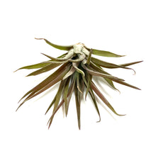Load image into Gallery viewer, Tillandsia, Brachycaulous velutina, 3" - Floral Acres Greenhouse & Garden Centre