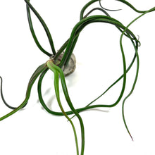 Load image into Gallery viewer, Tillandsia, Bulbosa belize, 6-7" - Floral Acres Greenhouse & Garden Centre