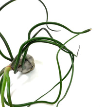 Load image into Gallery viewer, Tillandsia, Bulbosa belize, 6-7" - Floral Acres Greenhouse & Garden Centre