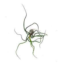 Load image into Gallery viewer, Tillandsia, Bulbosa belize, 6-7" - Floral Acres Greenhouse & Garden Centre
