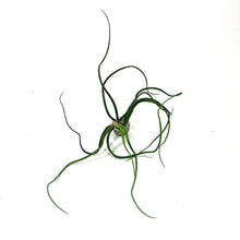 Load image into Gallery viewer, Tillandsia, Bulbosa belize, 6-7" - Floral Acres Greenhouse & Garden Centre