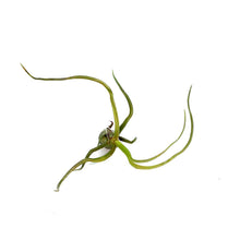 Load image into Gallery viewer, Tillandsia Bulbosa Guatemalan, 3-4in