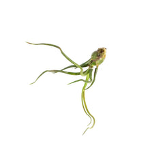 Load image into Gallery viewer, Tillandsia Bulbosa Guatemalan, 3-4in