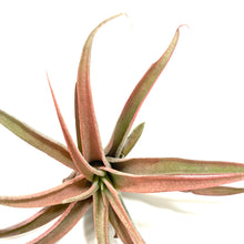 Load image into Gallery viewer, Tillandsia, Capitata Peach, 3" - Floral Acres Greenhouse & Garden Centre