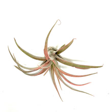 Load image into Gallery viewer, Tillandsia, Capitata Peach, 3" - Floral Acres Greenhouse & Garden Centre