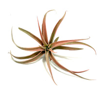 Load image into Gallery viewer, Tillandsia, Capitata Peach, 3" - Floral Acres Greenhouse & Garden Centre