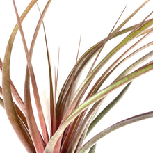 Load image into Gallery viewer, Tillandsia, Capitata maroon, 12-13" - Floral Acres Greenhouse & Garden Centre