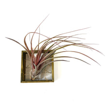 Load image into Gallery viewer, Tillandsia, Capitata maroon, 12-13" - Floral Acres Greenhouse & Garden Centre