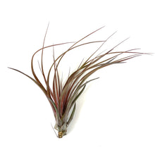 Load image into Gallery viewer, Tillandsia, Capitata maroon, 12-13" - Floral Acres Greenhouse & Garden Centre