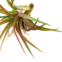 Load image into Gallery viewer, Tillandsia. Capitata select, 3" - Floral Acres Greenhouse & Garden Centre