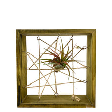 Load image into Gallery viewer, Tillandsia. Capitata select, 3" - Floral Acres Greenhouse & Garden Centre
